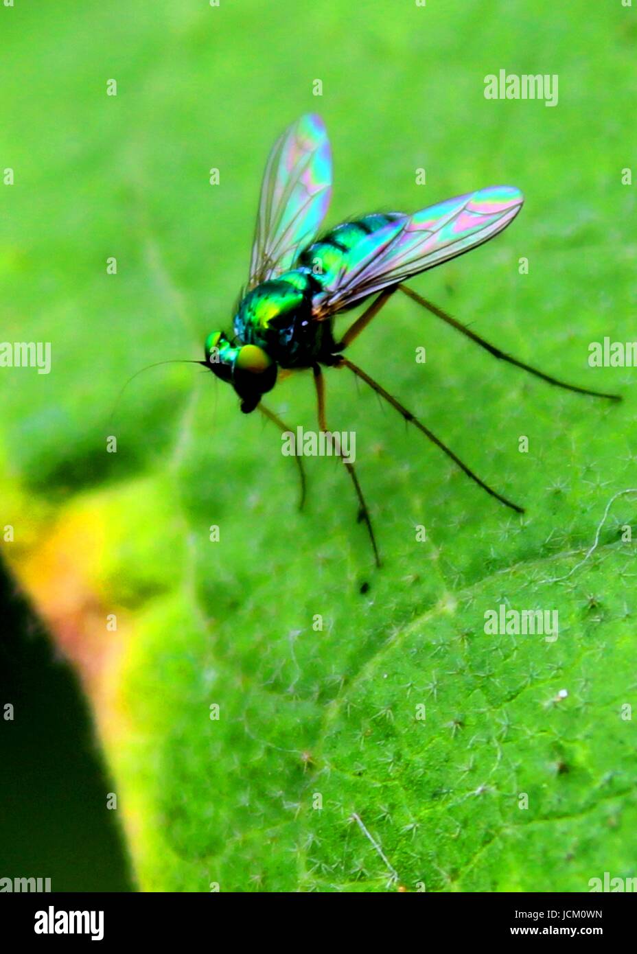Macro - vista ravvicinata di un piccolo comune luminoso verde bottiglia volare su una foglia verde in un giardino di casa in sri lanka Foto Stock