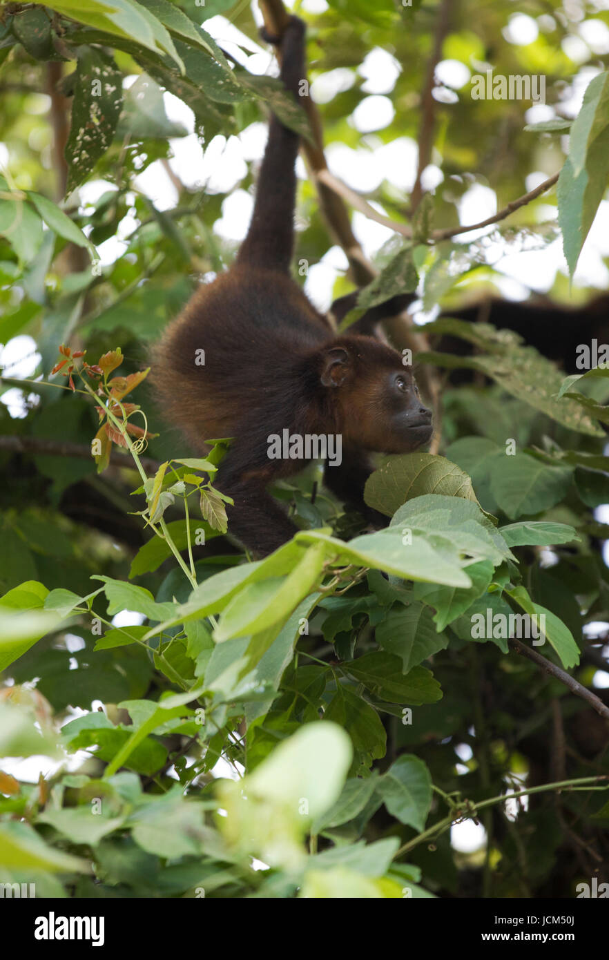 Scimmia Urlatrice in Costa Rica. Foto Stock