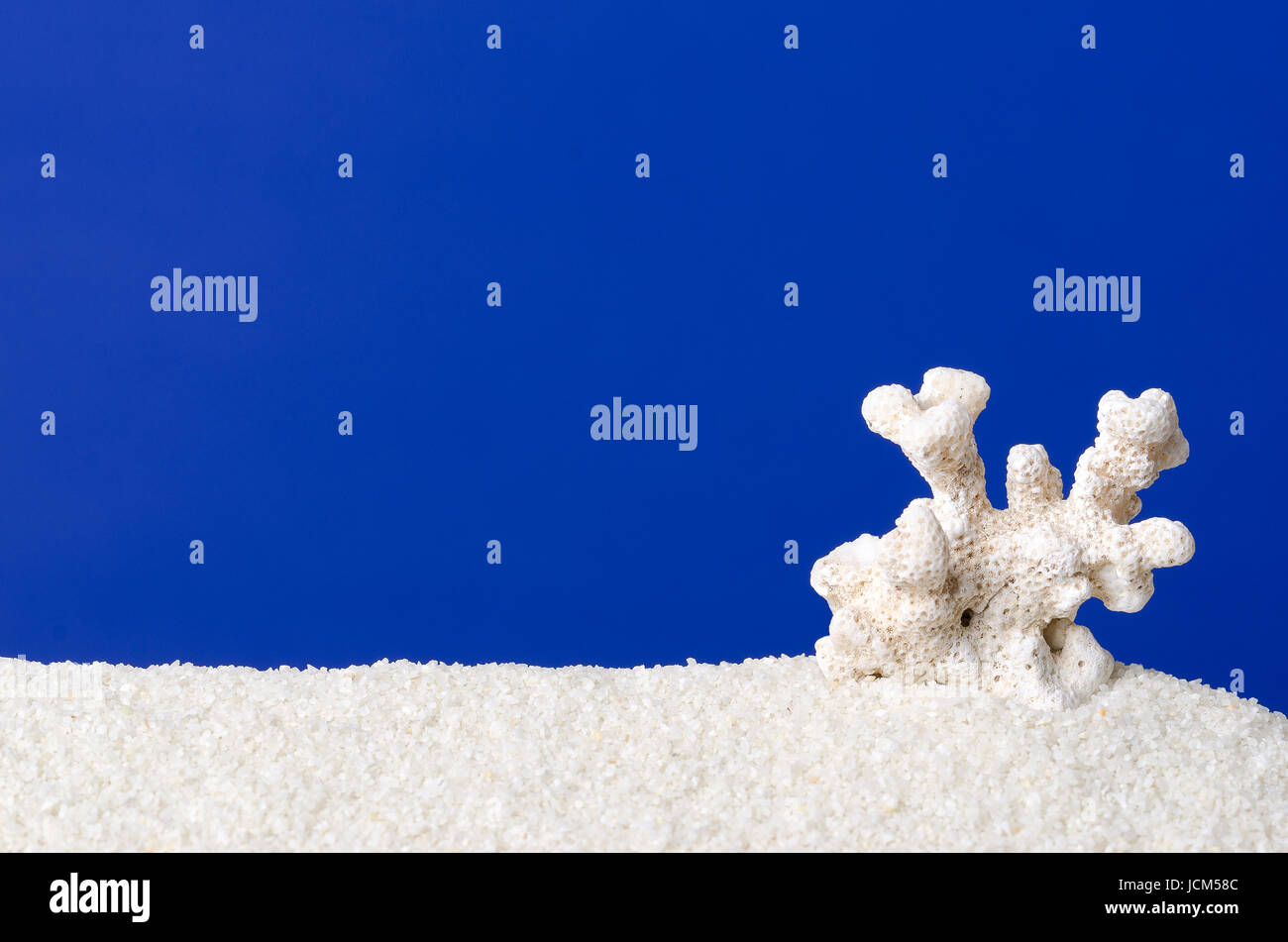 Corallo bianco sulla sabbia bianca con sfondo blu oltremare. Piccolo scheletro di un corallo di acqua di mare con le armi. Reef builder e polipo alla build di carbonato di calcio Foto Stock
