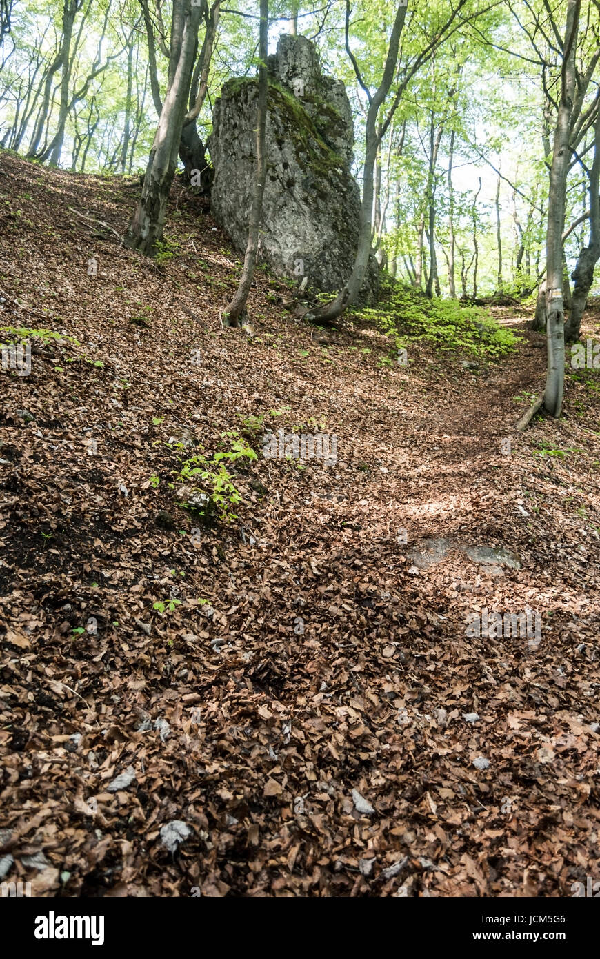 La molla di foreste di montagna con roccia isolata di formazione e di foglie cadute a terra vicino a zadny collina sip in Velka Fatra montagne in Slovacchia Foto Stock