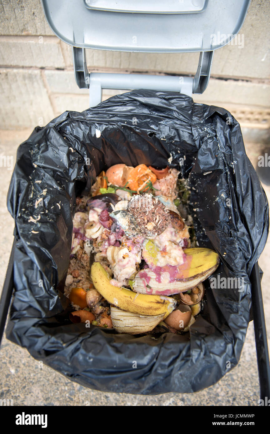 Un domestico rifiuti alimentari di un contenitore che è diventato infestate da vermi REGNO UNITO Foto Stock