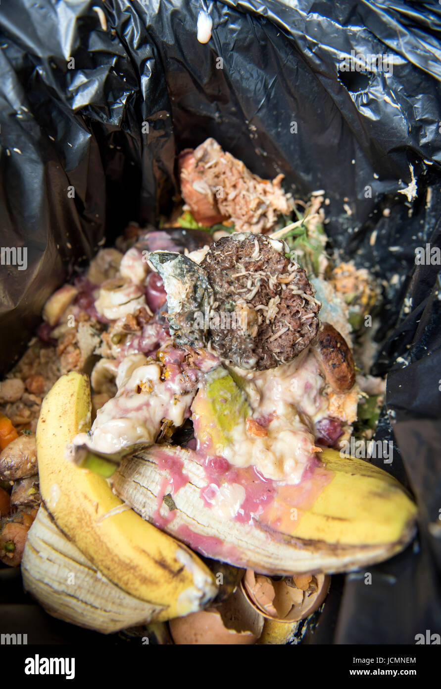 Un domestico rifiuti alimentari di un contenitore che è diventato infestate da vermi REGNO UNITO Foto Stock