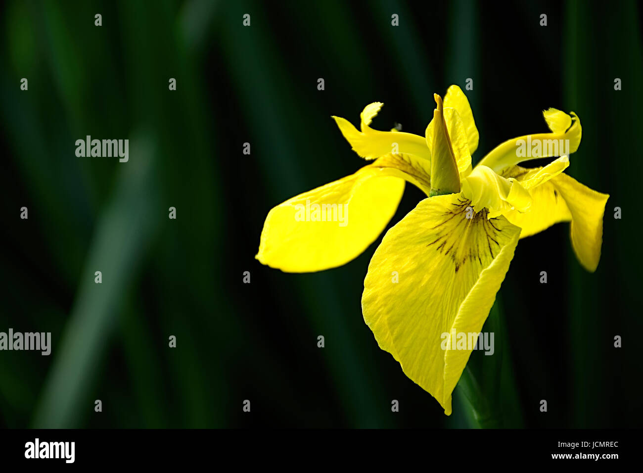 Iris gialla. Foto Stock