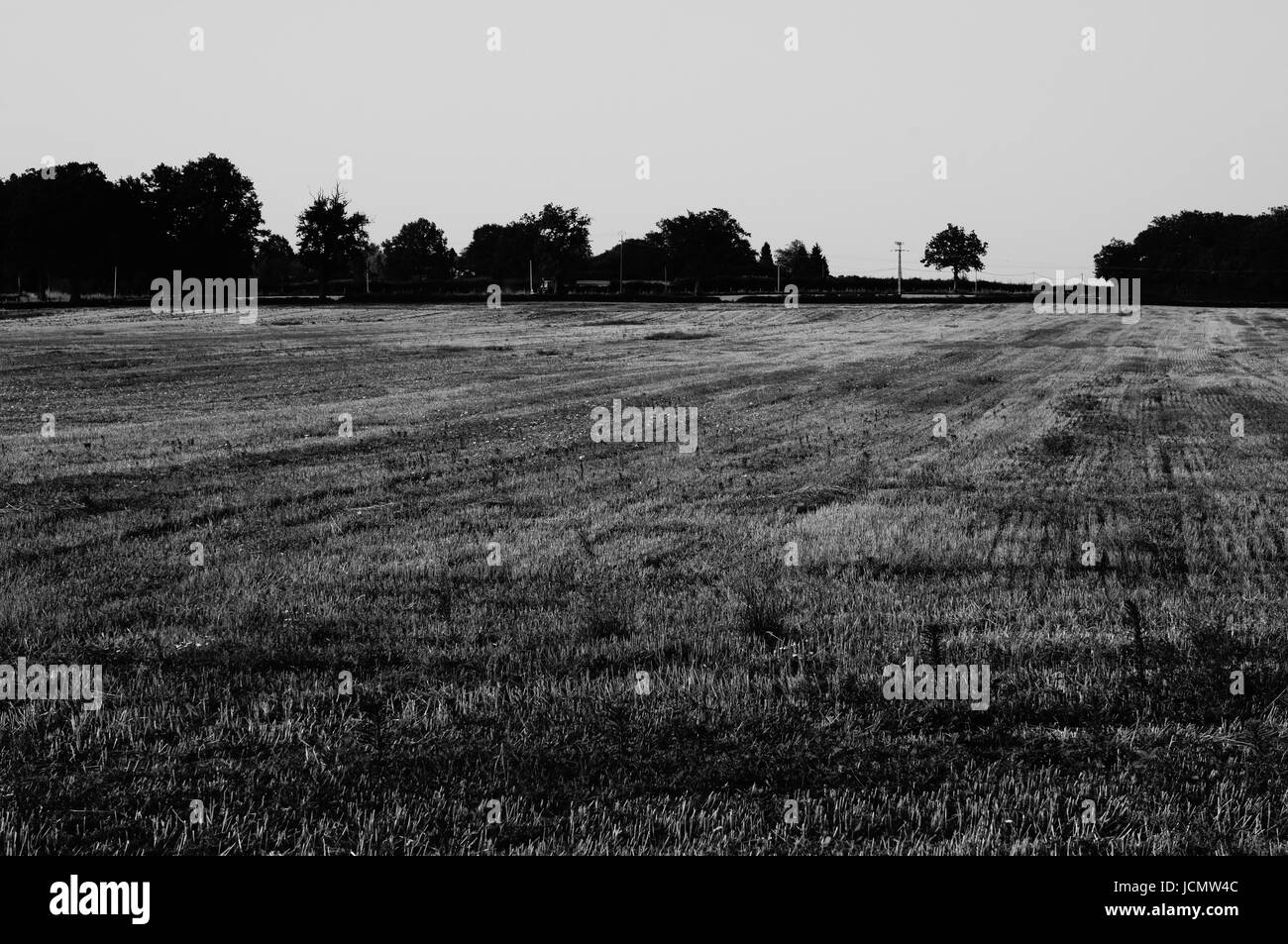 Foto in bianco e nero di un campo di grano nel sud della Francia Foto Stock