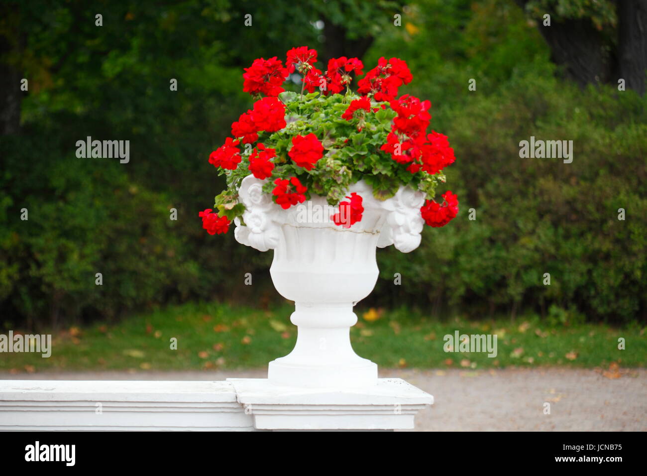 Vecchio vaso con rosso Geranio fiori nel parco di Kadriorg , Tallinn , Estonia, paesi baltici, Europa Foto Stock