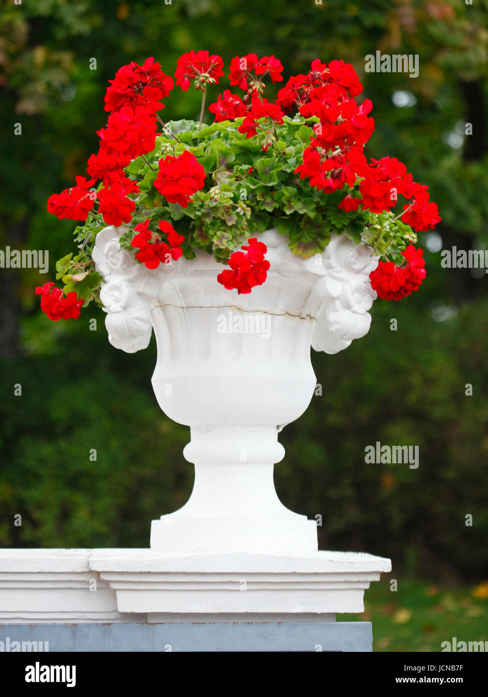 Vecchio vaso con rosso Geranio fiori nel parco di Kadriorg , Tallinn , Estonia, paesi baltici, Europa Foto Stock