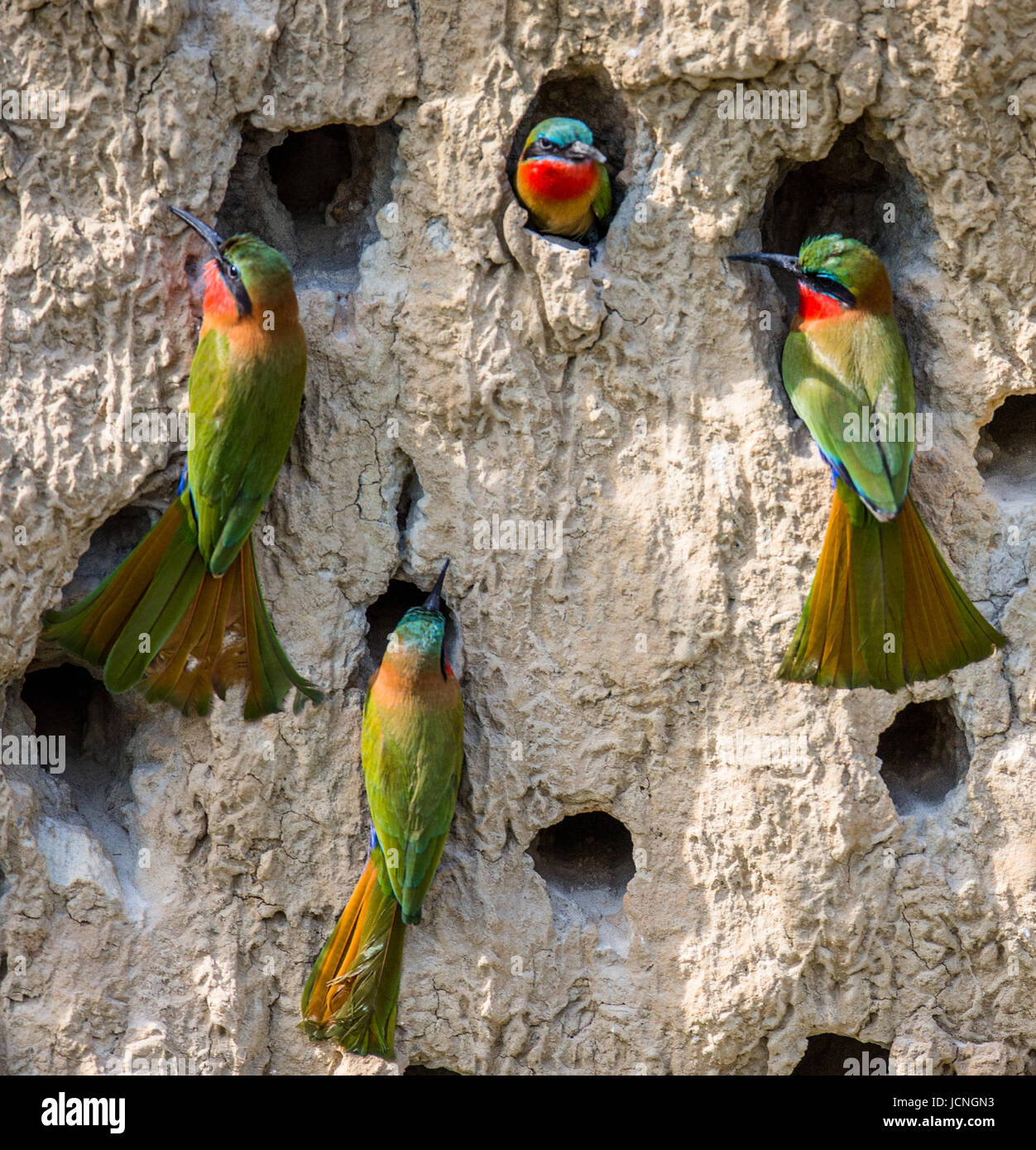 Una grande colonia di mangiatori di api nelle loro tane su un muro di argilla. Africa. Uganda. Foto Stock