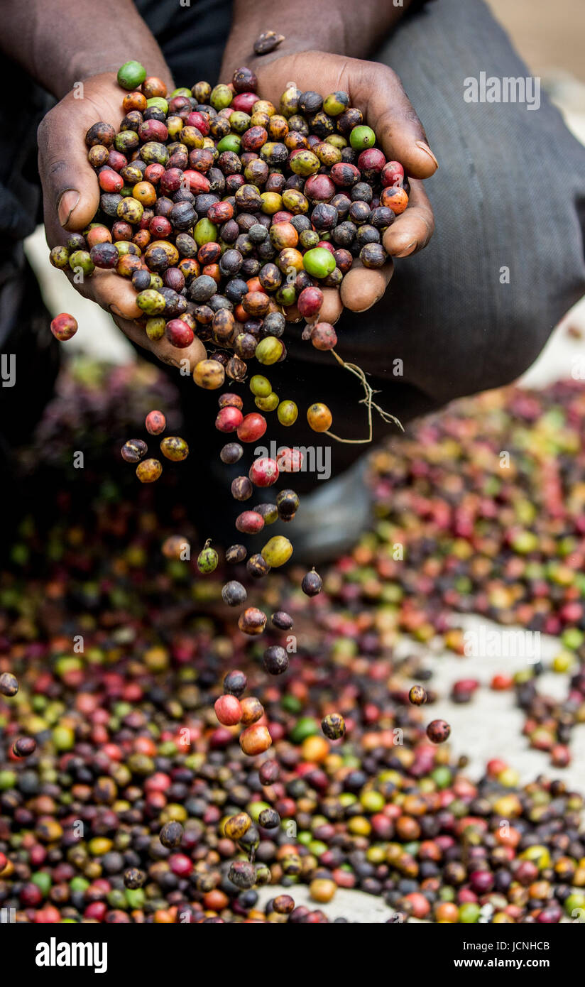 Chicchi di caffè maturo nelle mangrette di una persona. Africa orientale. Piantagione di caffè. Foto Stock