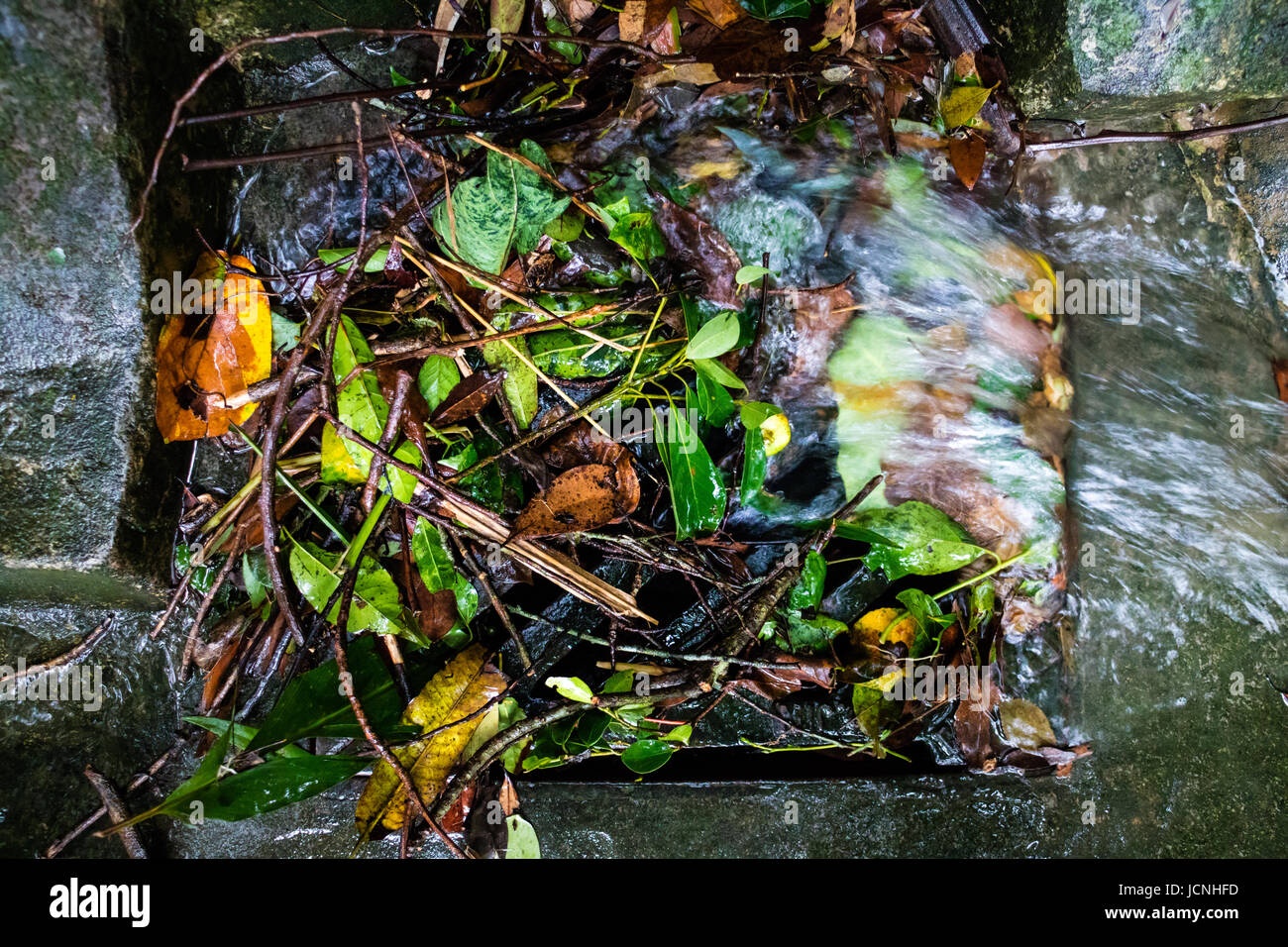Foglie e rami di copertura griglia di scarico coperchio dopo la tempesta Foto Stock