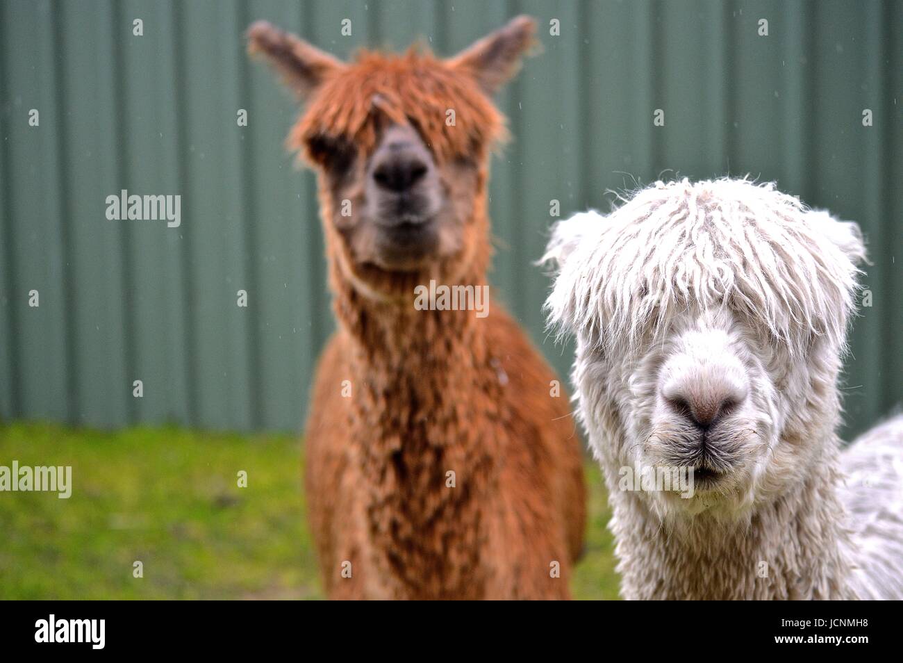 Bianco e Marrone di Suri alpaca Foto Stock
