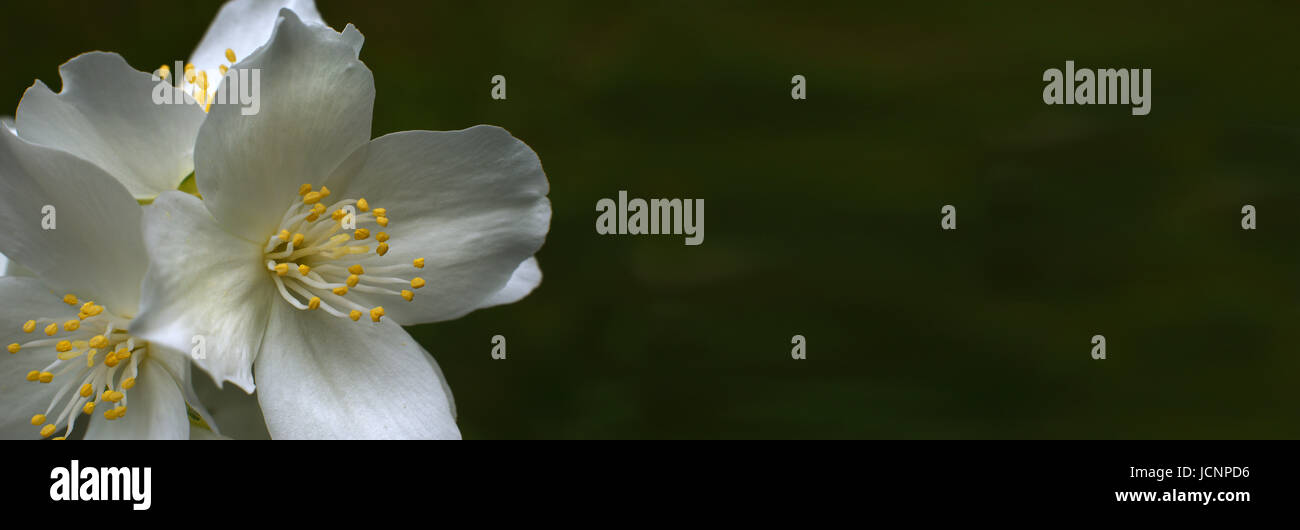 Gelsomino. Il motivo floreale sul lato di una ampia e panoramica dello sfondo. Il forte fiore rimase parte del background di tipo fuzzy. Foto Stock