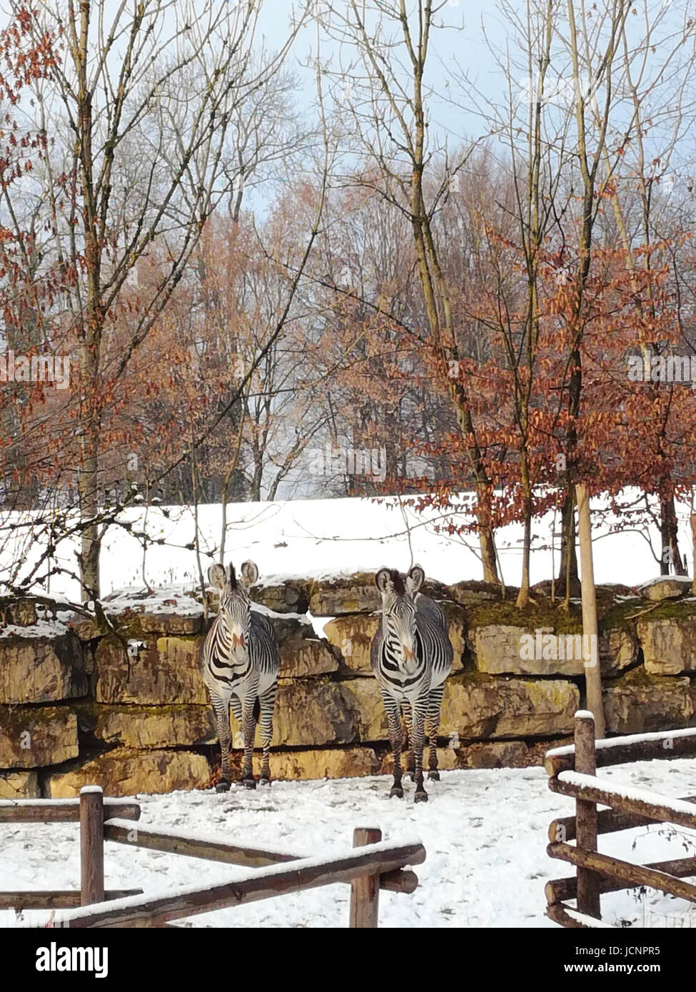 Una coppia di zebre in Austria contenitore in inverno Foto Stock