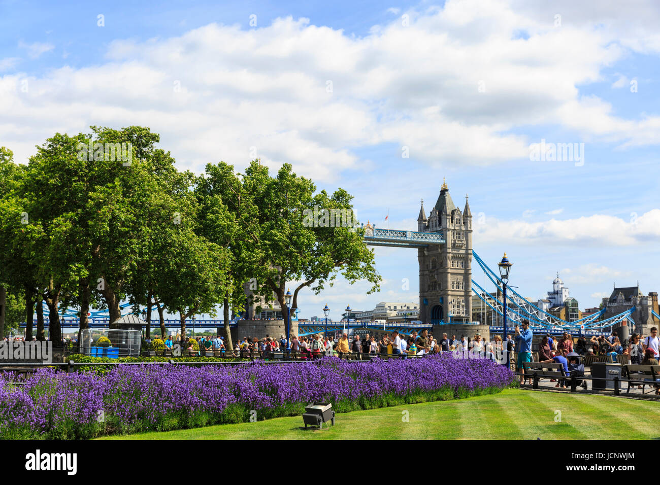 Torre di Londra, Londra, Regno Unito. 16 Giugno, 2017. Bella la lavanda entra in piena fioritura in una giornata calda e soleggiata presso la Torre di Londra, vicino a Tower Bridge (in background) Credito: Imageplotter News e sport/Alamy Live News Foto Stock