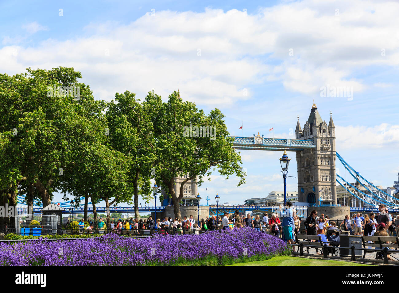 Torre di Londra, Londra, Regno Unito. 16 Giugno, 2017. Bella la lavanda entra in piena fioritura in una giornata calda e soleggiata presso la Torre di Londra, vicino a Tower Bridge (in background) Credito: Imageplotter News e sport/Alamy Live News Foto Stock