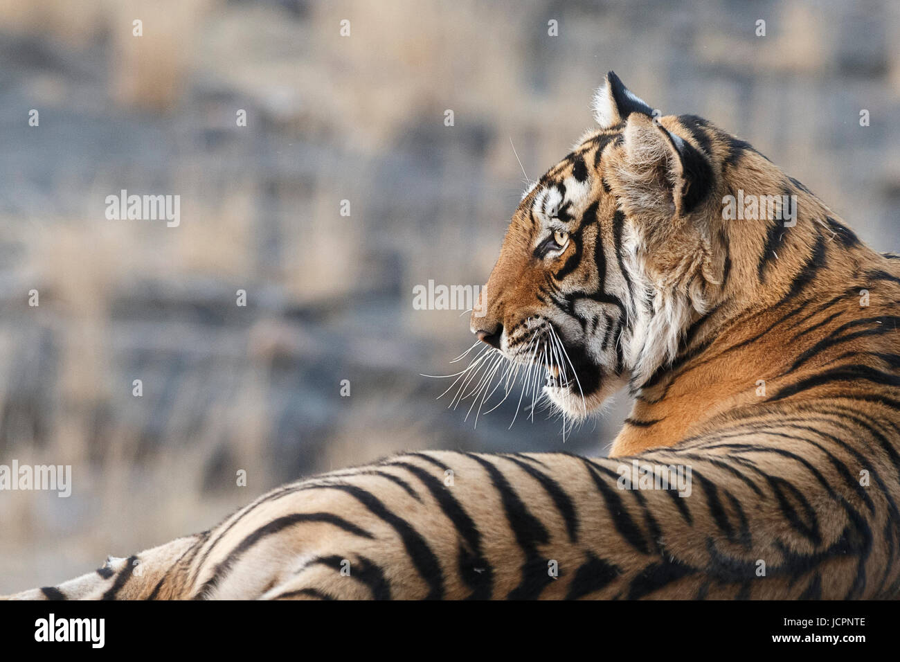 Tigre Bengala, (Panthera tigris tigris) vicino di predatore in pericolo che guarda sopra la sua spalla. Ranthambore National Park, Rajasthan, India. Foto Stock