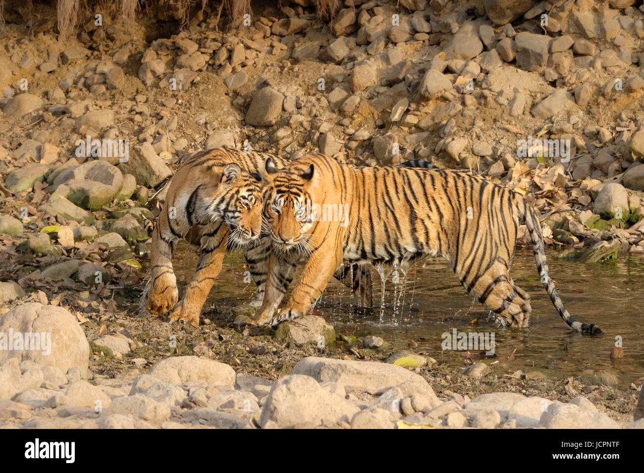 Tigre Bengala, (Panthera tigris tigris) giocare in acqua. Sawai Madhopur, Parco Nazionale di Ranthambore, Rajasthan, India. Foto Stock
