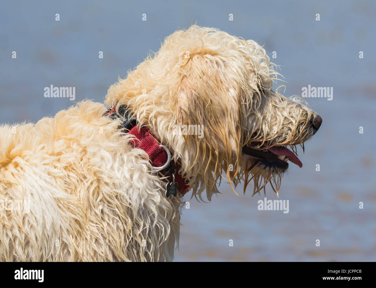 Labradoodle cane. Vista laterale della testa e del collo di un maschio bianco labradoodle cane (Canis lupus familiaris). Foto Stock