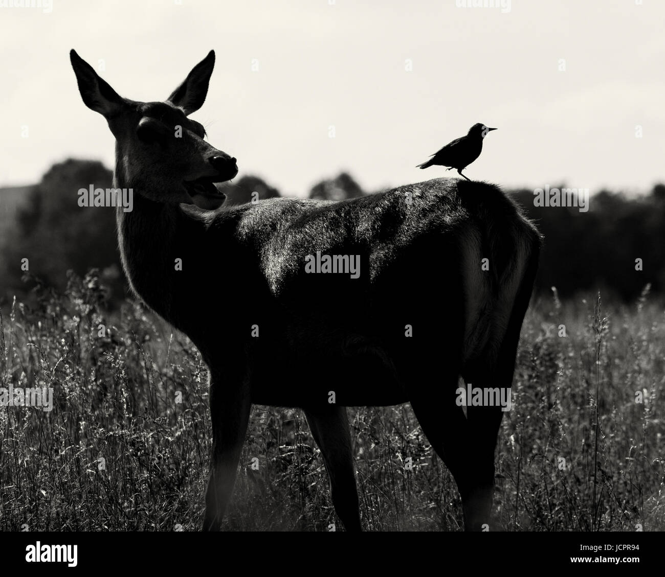 Red Deer con starling permanente sulla sua schiena, in Bushy Park, West London, Regno Unito Foto Stock