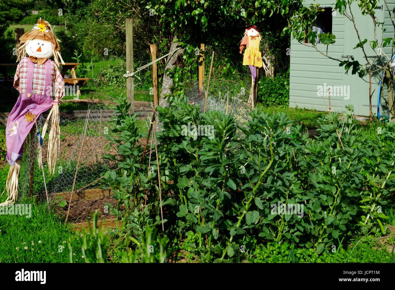Scarecrows proteggere le fave su un riparto Plot. Exeter Devon, Regno Unito. Giugno, 2017. Foto Stock