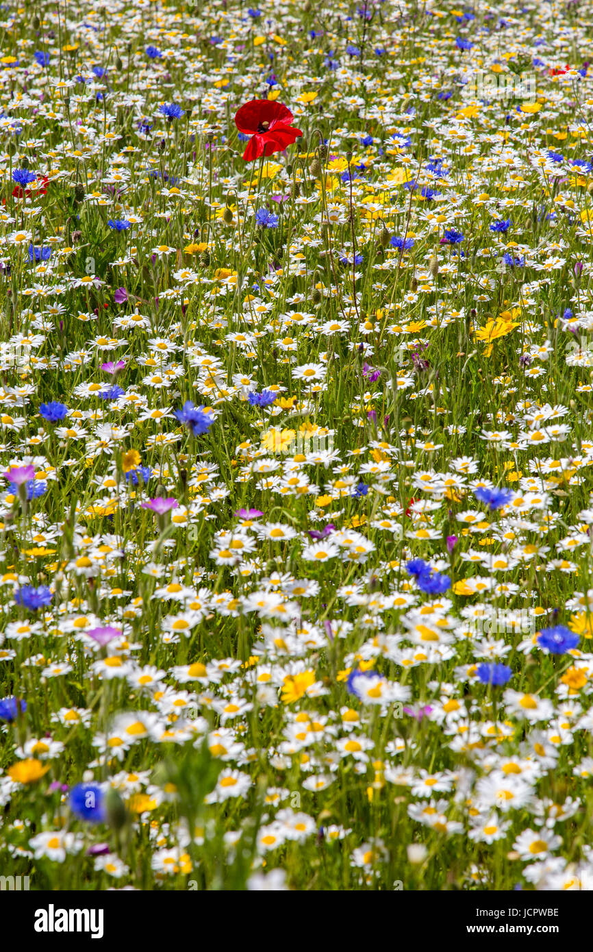 Un inglese un prato di fiori selvaggi Foto Stock