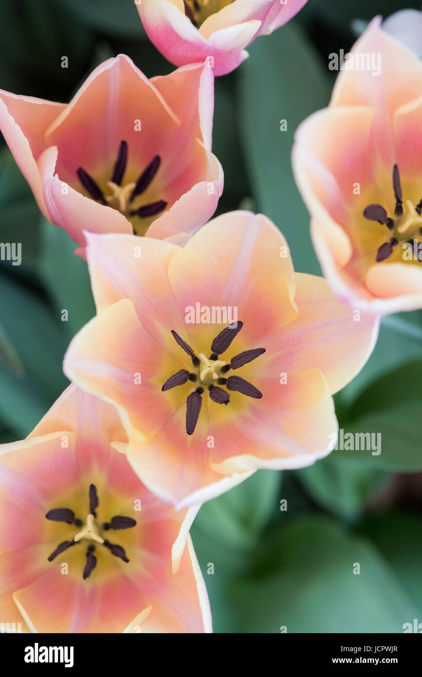 Tulipa. Tulip 'Sanne' fiori Foto Stock