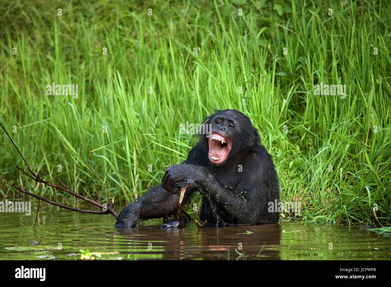 Bonobo seduto in acqua di buon umore. Repubblica democratica del Congo. Lola Ya BONOBO National Park. Foto Stock