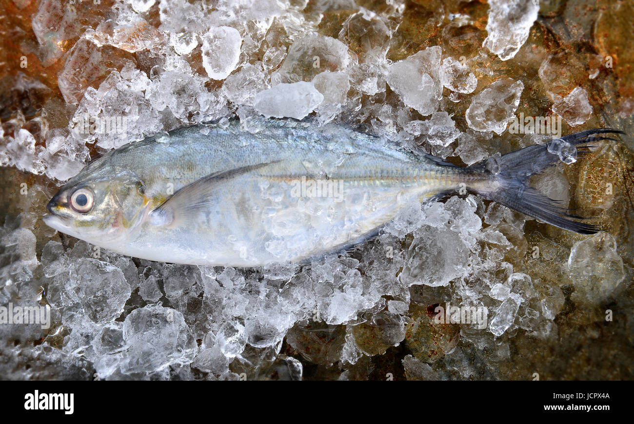 Pesce di carangidi jack o congelate in ghiaccio freschi dal mercato della pesca pronti per la cottura. Foto Stock