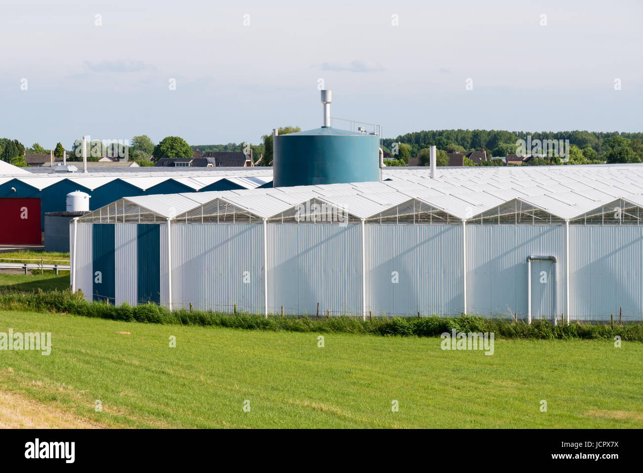 Righe di serre di allevamento di fiore in polder vicino Nieuwaal, Bommelerwaard, Gelderland, Paesi Bassi Foto Stock