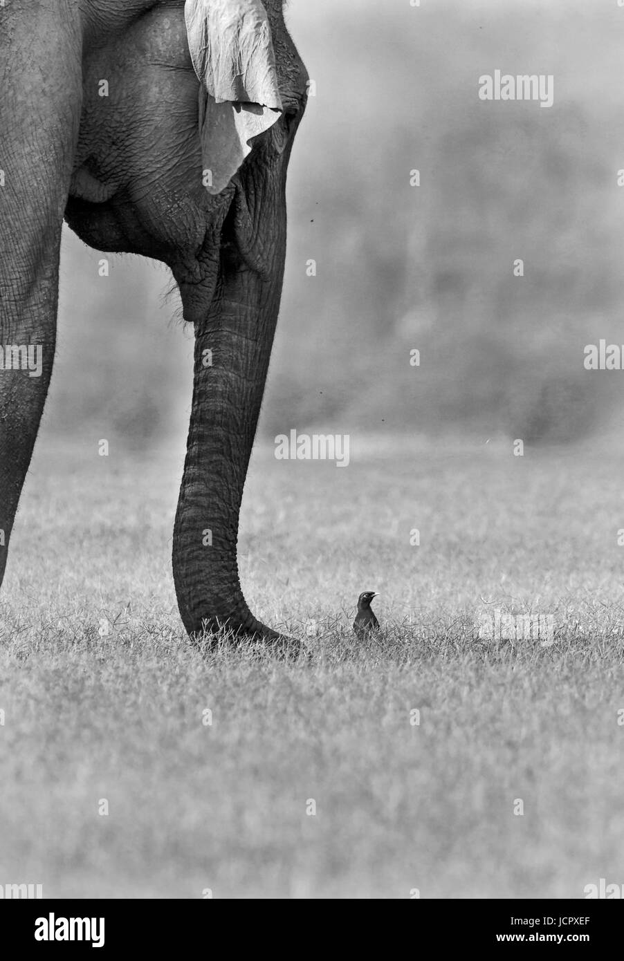 L'elefante indiano , parco di cittadino di Corbett Foto Stock