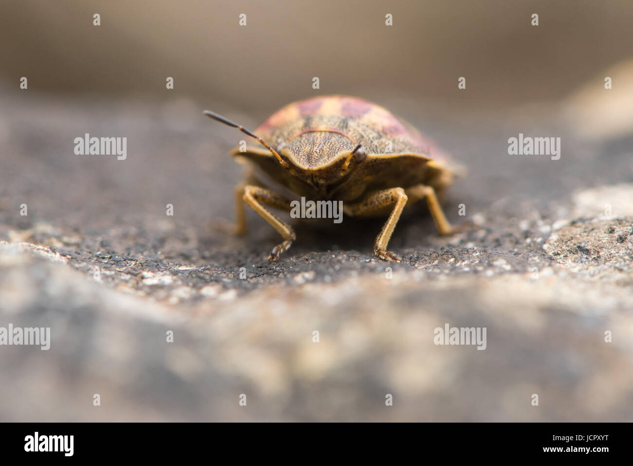 Tartaruga (shieldbug Eurygaster "testudinaria) a testa alta. Vero bug nella famiglia Pentatomidae, mostrando le antenne e occhi composti Foto Stock