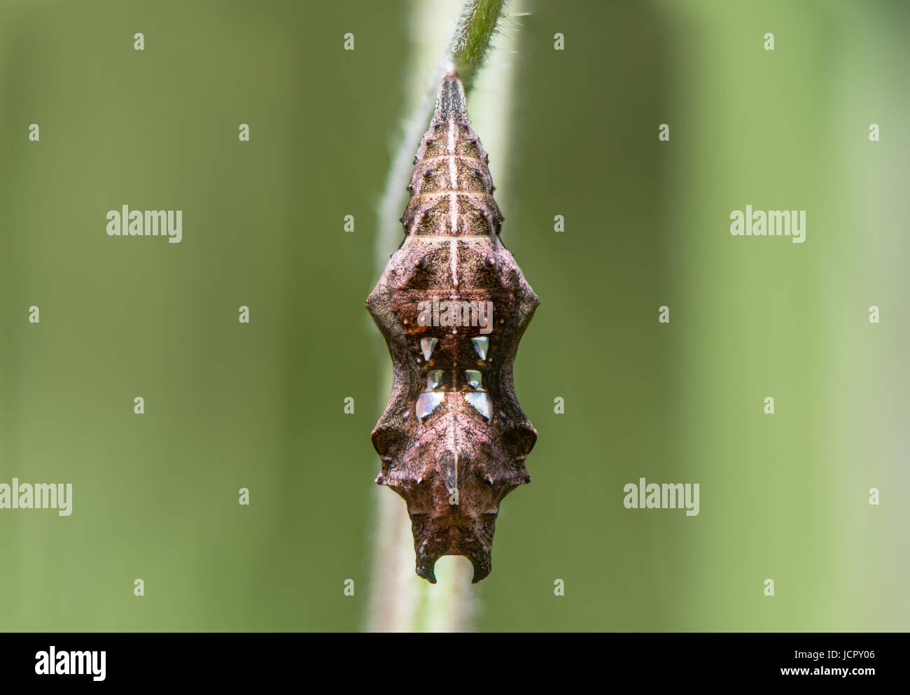 Virgola butterfly (Polygonia c-album) pupa anteriore. Crisalide di insetto in famiglia Nymphalidae, attaccato da un cremaster di ortica (Urtica dioica) Foto Stock