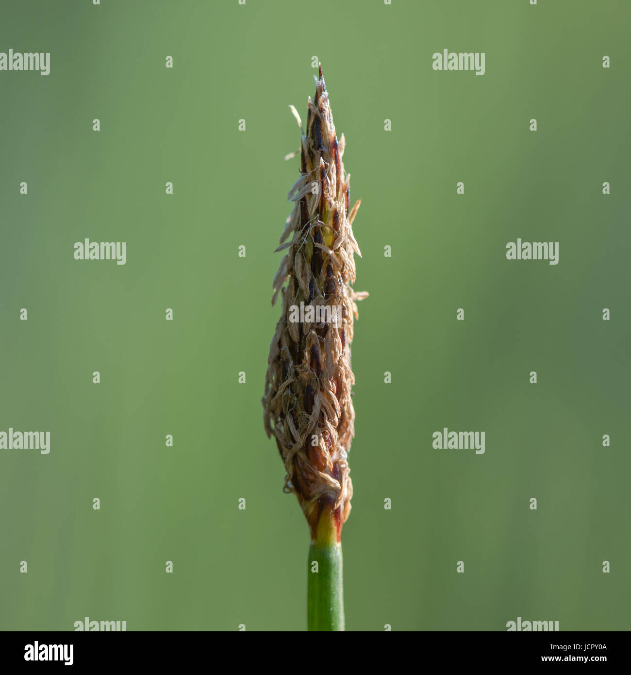Comune di spike-rush (Eleocharis palustris) flowerhead. Il terminale spikelet di impianto crescente sul margine di stagno nel Parco Grangemoor, Cardiff, Regno Unito Foto Stock