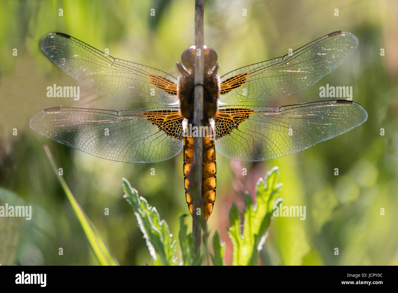 Dragonfly nella famiglia Libellulidae, a riposo dal di sotto, retroilluminato da luce solare Foto Stock