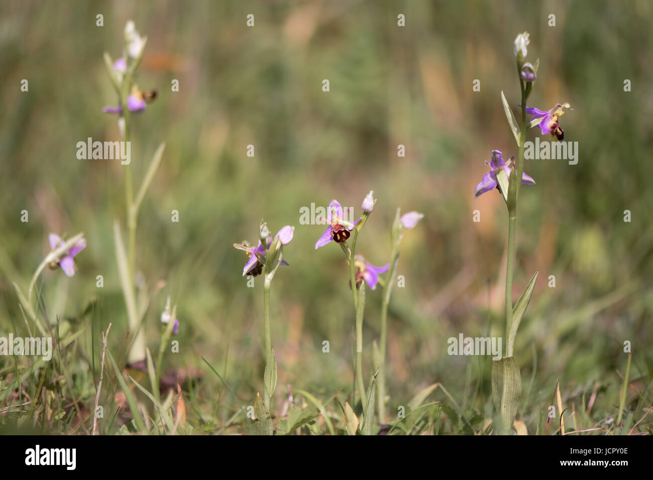 Gruppo di bee orchidee (Ophrys apifera) in fiore. Impianti in famiglia Orchidaceae, mimicing api femmina per attrarre impollinatori Foto Stock