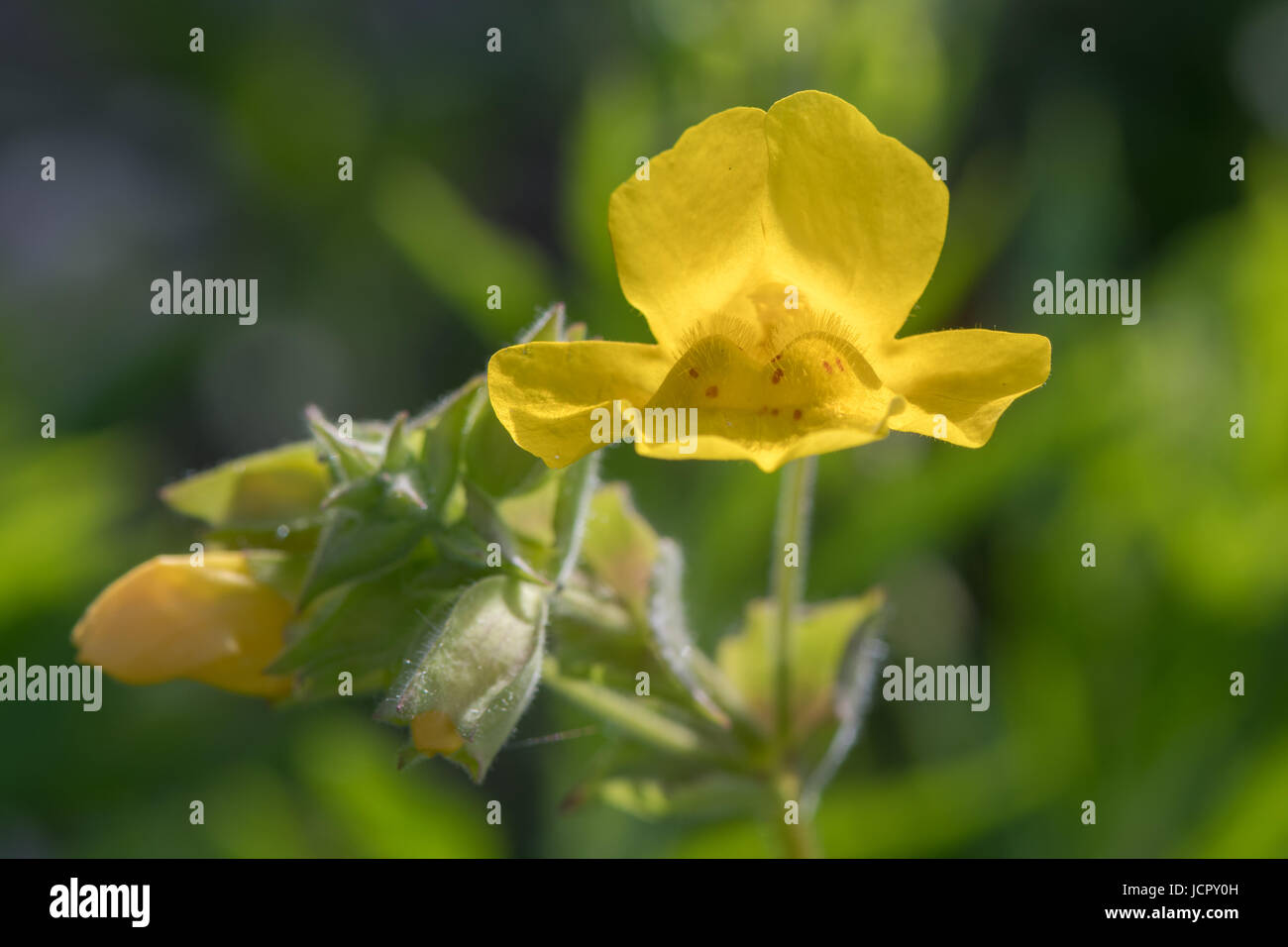 (Monkeyflower Mimulus guttatus) unico fiore. Fiore giallo con corolla bocca chiusa da due nervature pelose sul labbro inferiore, nella famiglia delle solanacee Foto Stock