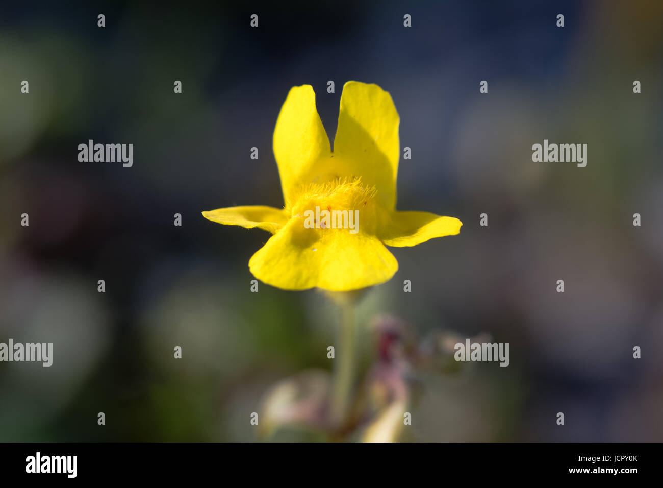 (Monkeyflower Mimulus guttatus) unico fiore. Fiore giallo con corolla bocca chiusa da due nervature pelose sul labbro inferiore, nella famiglia delle solanacee Foto Stock