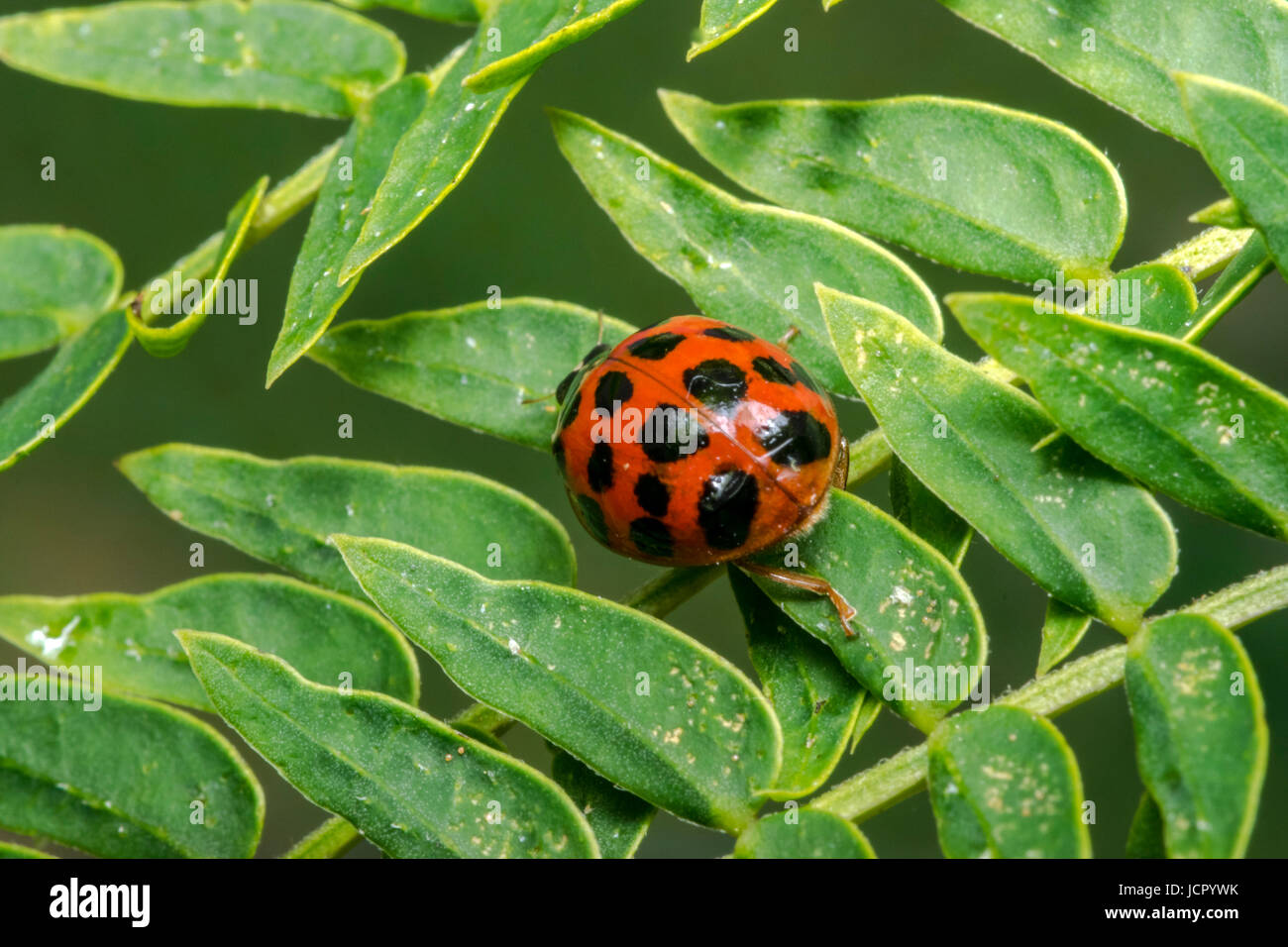 Orange lady bug con punti neri Foto Stock