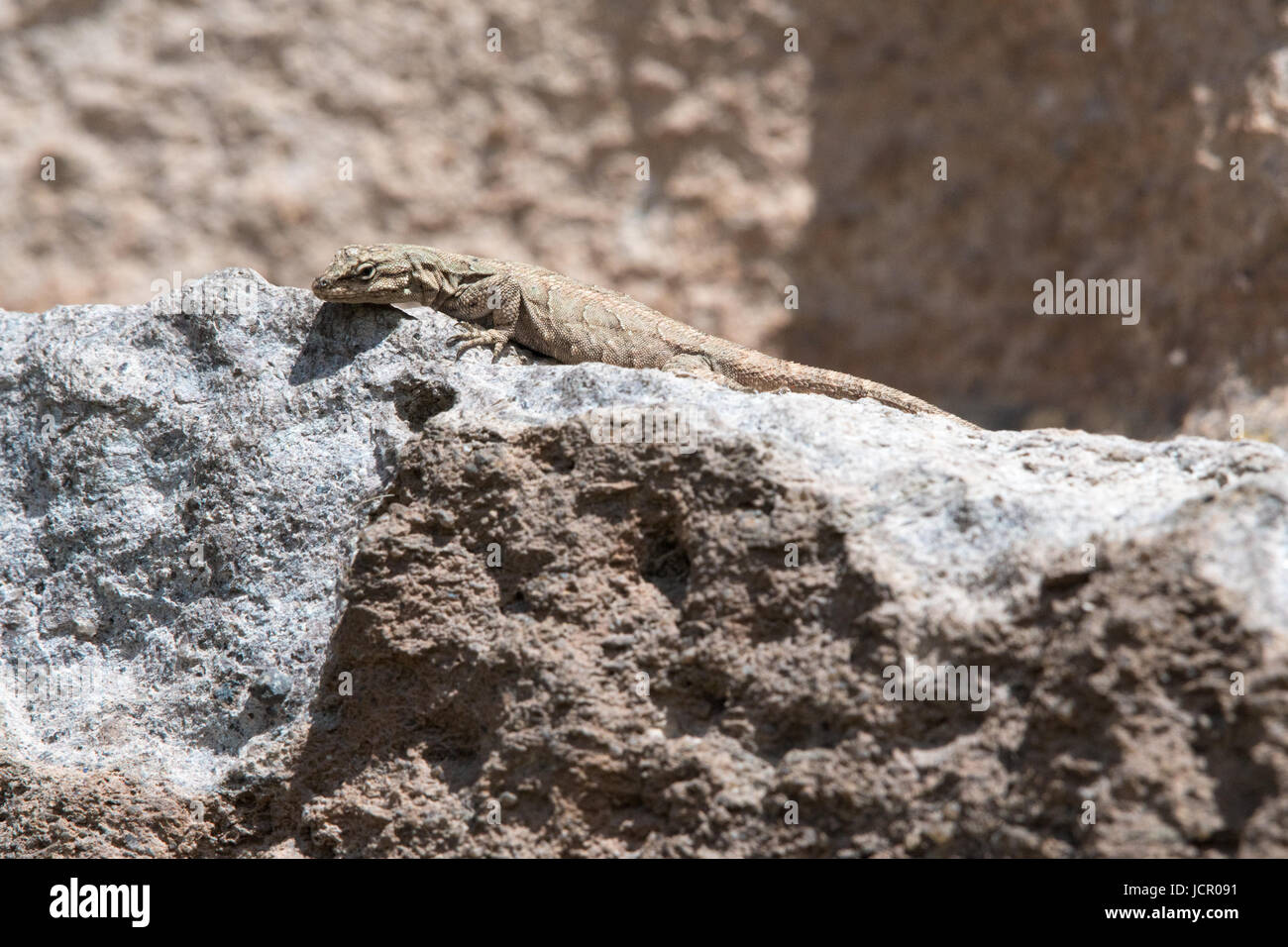 Schott's tree lizard, (Urosaurus ornatus schottii), Jemez montagne, Nuovo Messico, Stati Uniti d'America. Foto Stock