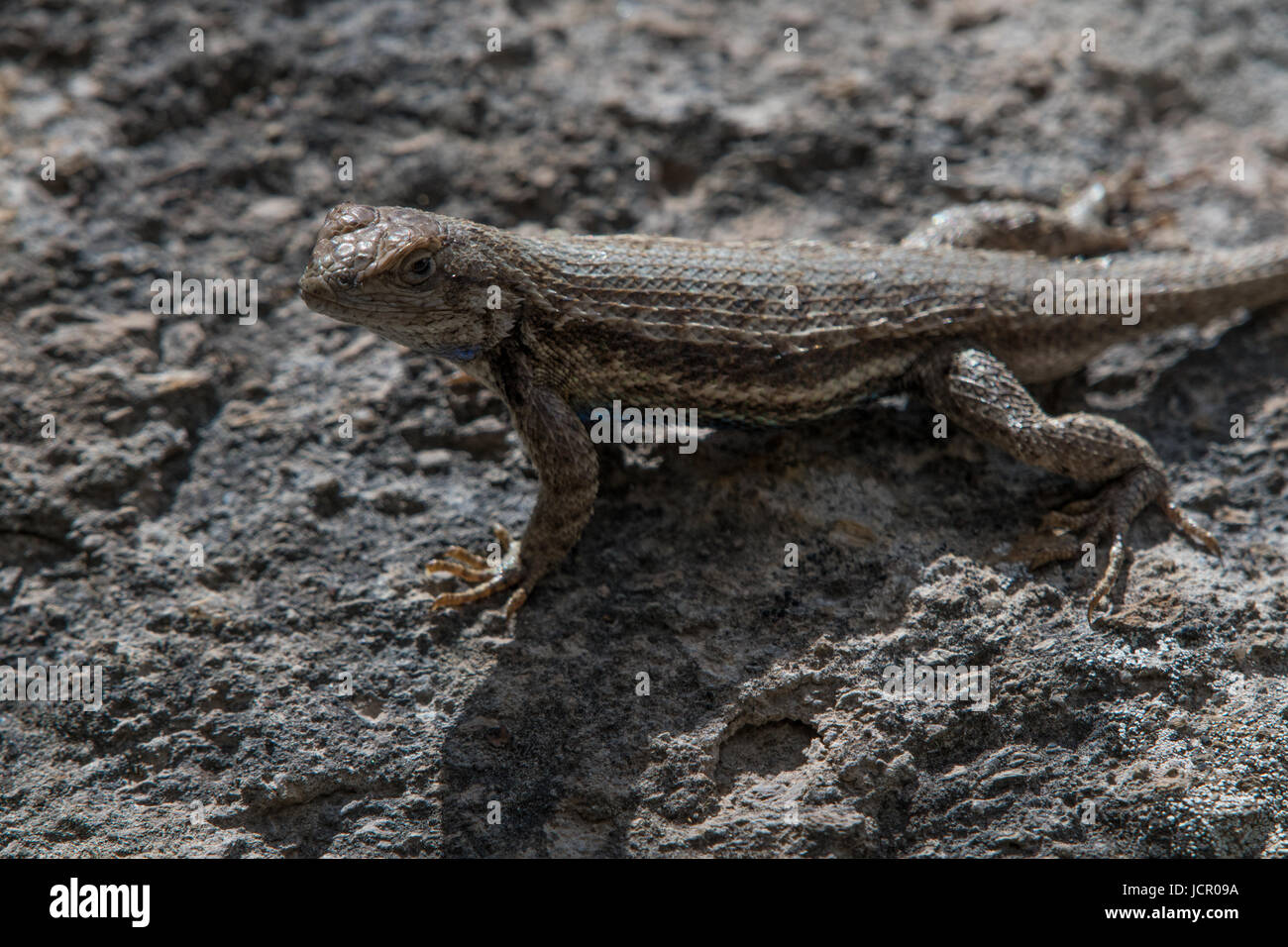 Recinzione Southwestern Lizard, (coperture Sceloporus), Jemez montagne, Nuovo Messico, Stati Uniti d'America. Foto Stock