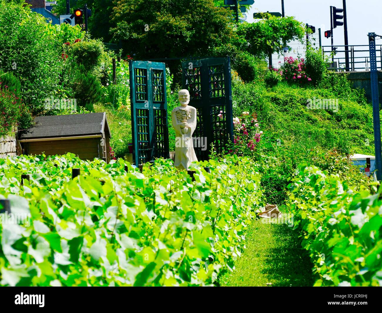 Vigneto, Les Vignes du Pressoir Auversurois, Auvers-sur-Oise, Francia Foto Stock