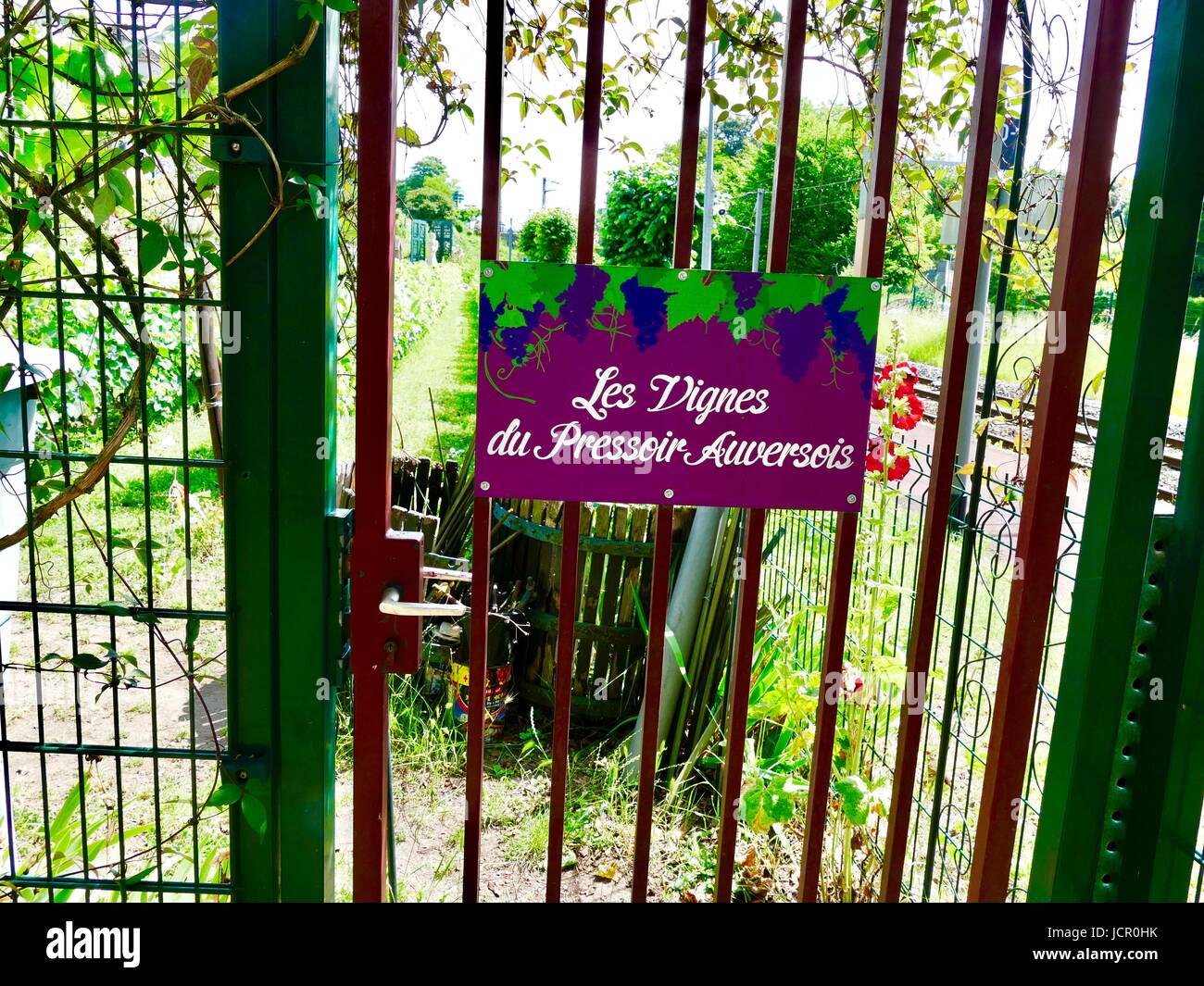 Vigneto, Les Vignes du Pressoir Auversurois, Auvers-sur-Oise, Francia Foto Stock