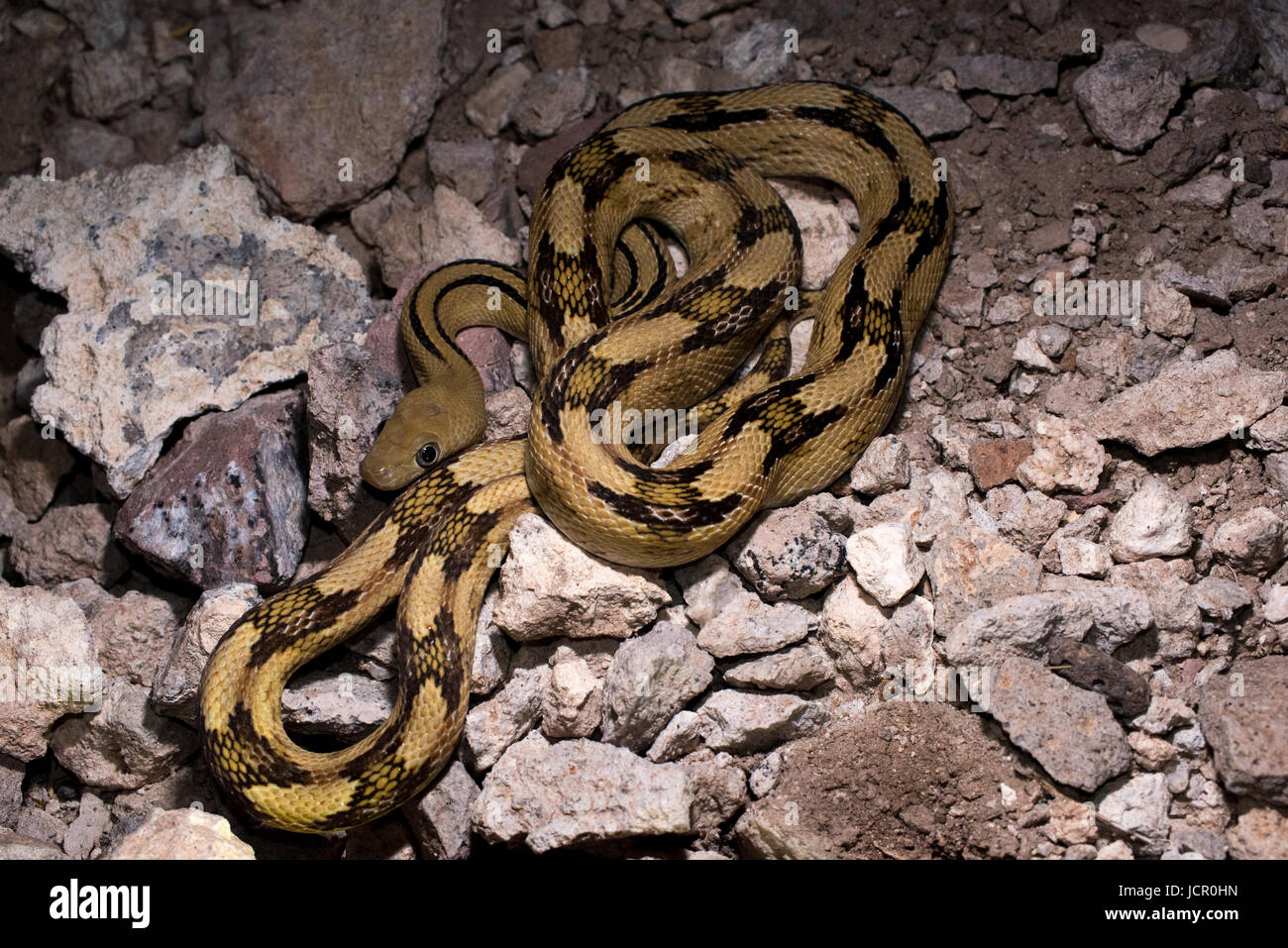 Northern Trans-pecos Ratsnake, (Bogertophis subocularis subocularis), dona Anna Co., New Mexico, negli Stati Uniti. Foto Stock