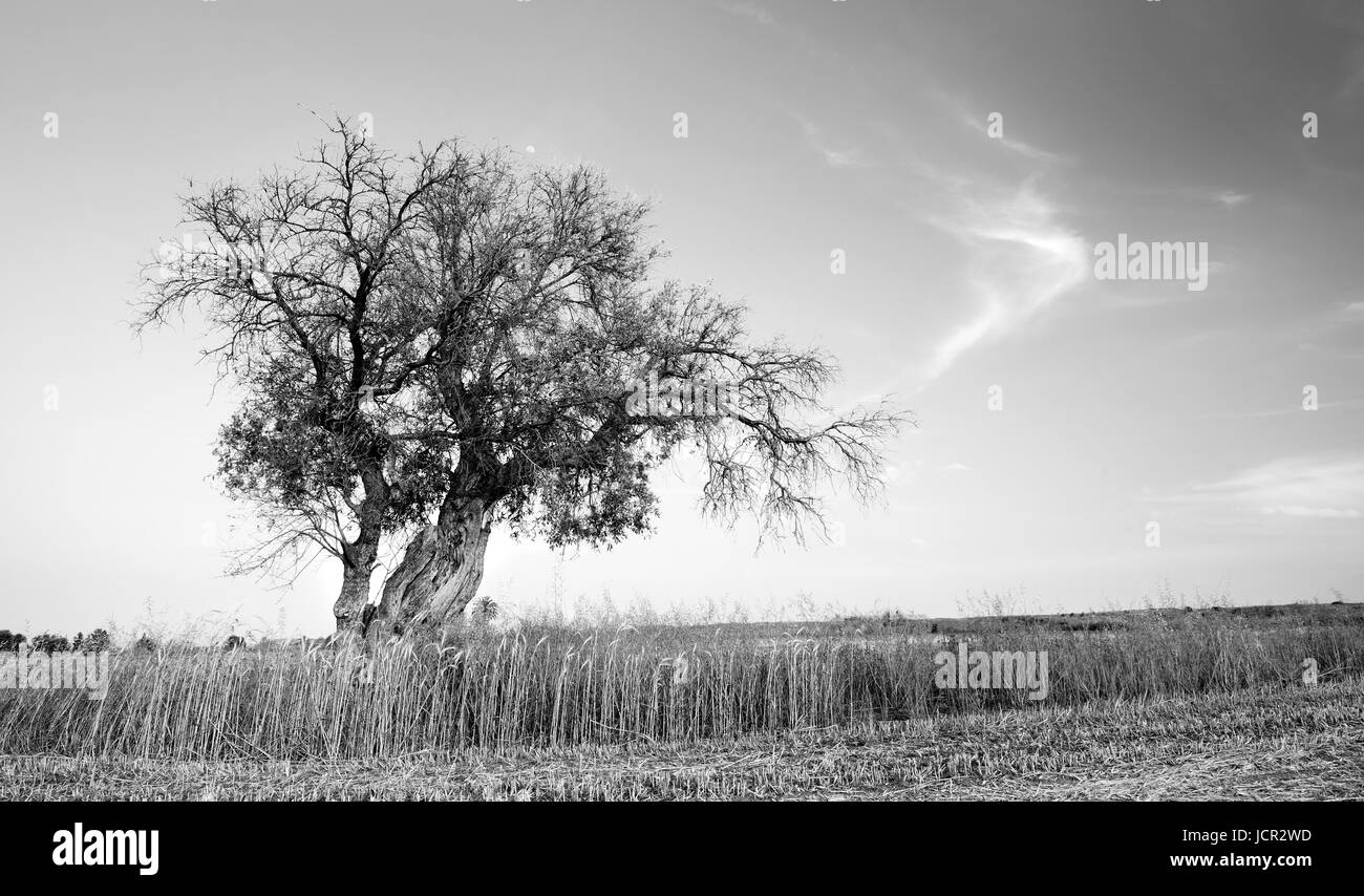 Immagine in bianco e nero di un singolo albero di olivo in un prato campo. Foto Stock