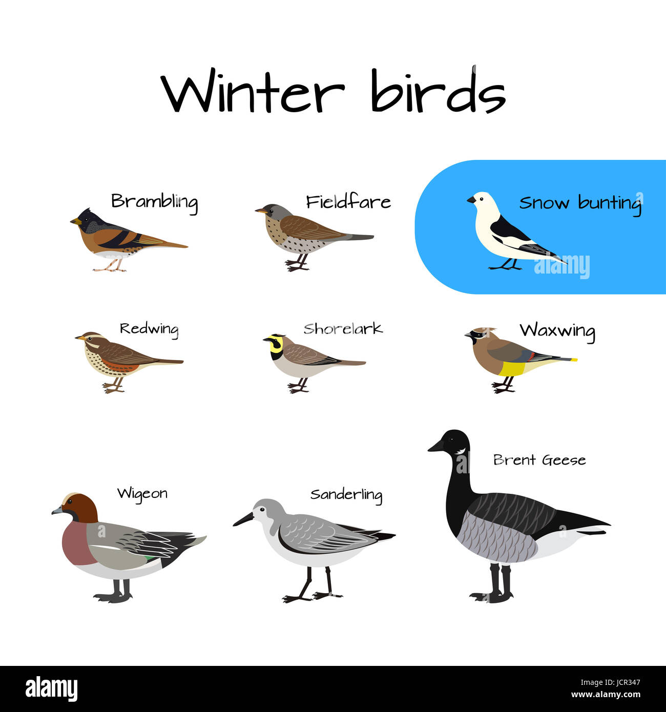 Set di vettore colorati uccelli invernali icone. Foto Stock