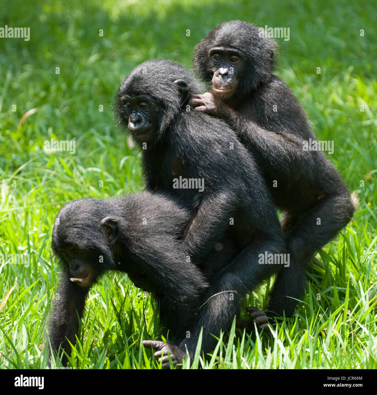 Tre piccoli bonobo giocano l'uno con l'altro. Repubblica democratica del Congo. Lola Ya BONOBO National Park. Foto Stock