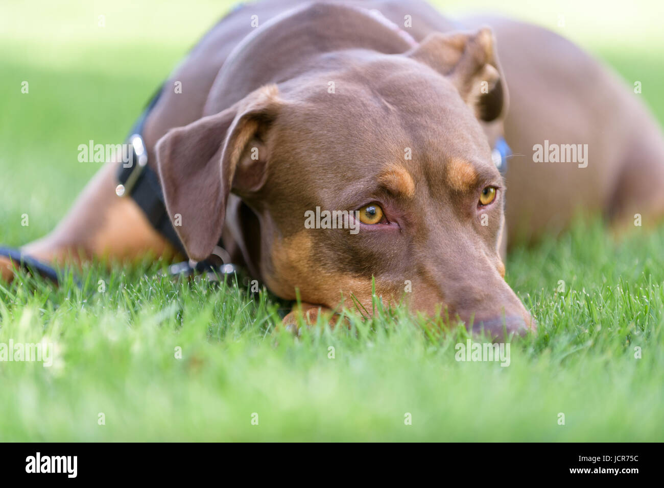 Due tonalità di marrone la posa del cane in erba rilassante Foto Stock