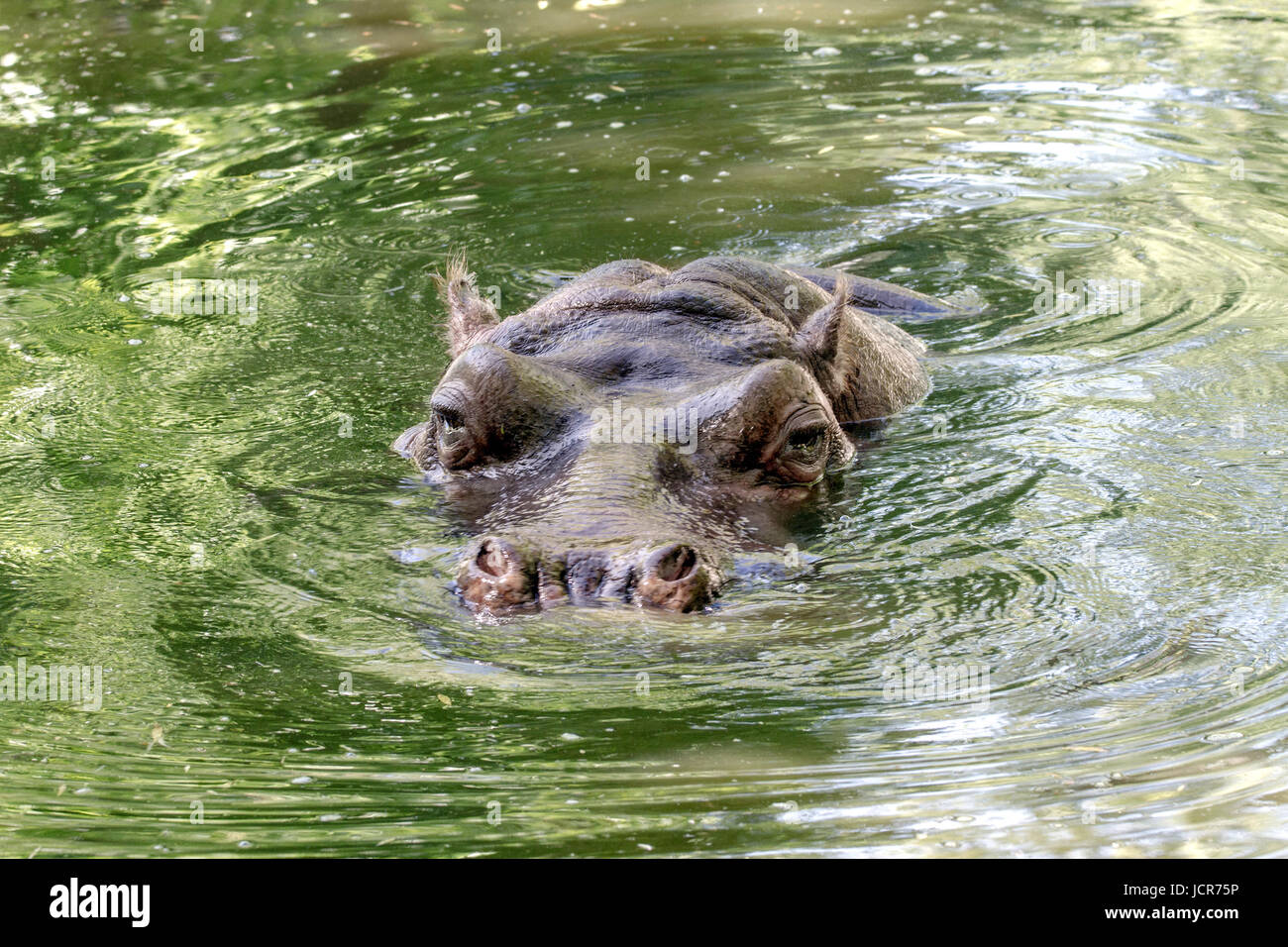 Immagine di un grande mammifero di un animale selvatico, ippopotami in acqua Foto Stock