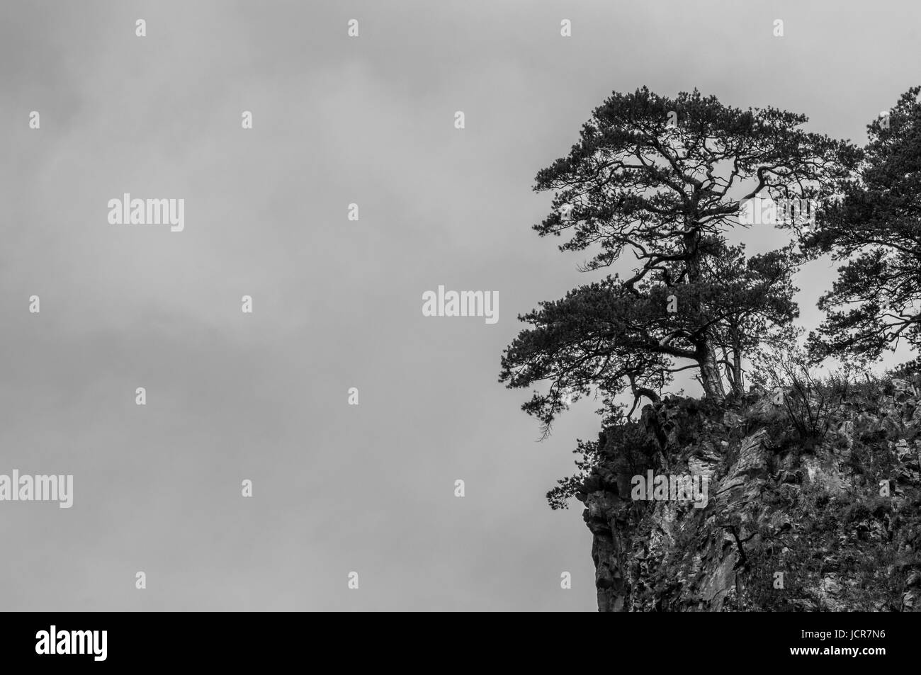 Pino appollaiato sulla cima di una scogliera ripida (dissaturato) Foto Stock