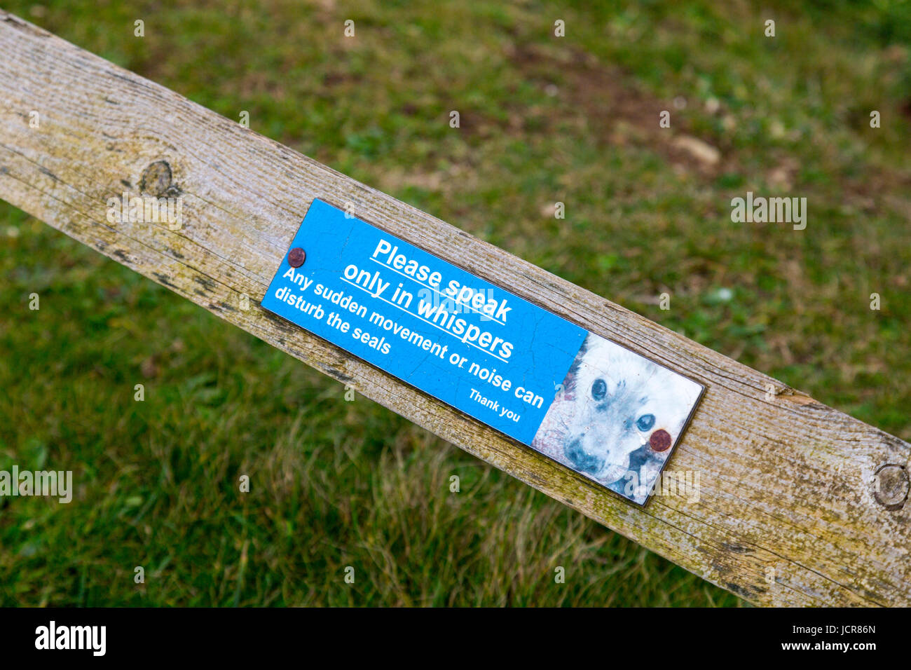 Segno sulle ringhiere in legno al di sopra della Baia di montone grigio colonia di tenuta vicino a Godrevy Point sulla costa nord della Cornovaglia, England, Regno Unito Foto Stock