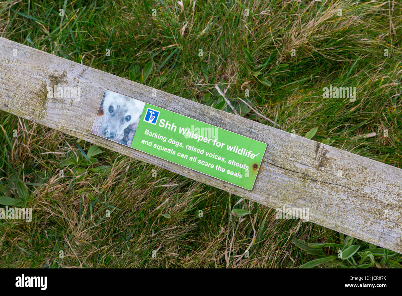 Segno sulle ringhiere in legno al di sopra della Baia di montone grigio colonia di tenuta vicino a Godrevy Point sulla costa nord della Cornovaglia, England, Regno Unito Foto Stock
